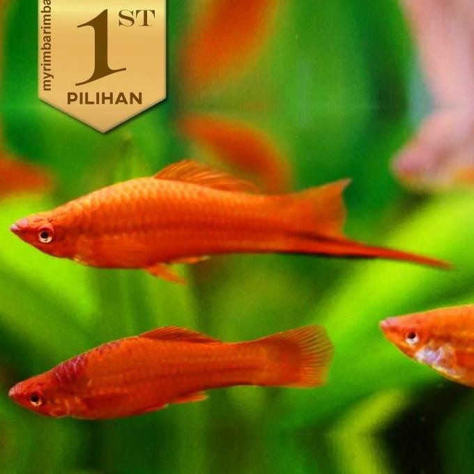 Paket Koloni (isi 10) Platy Pedang Merah Ikan Hias Aquascape Hiasan Aquarium Tanaman Air