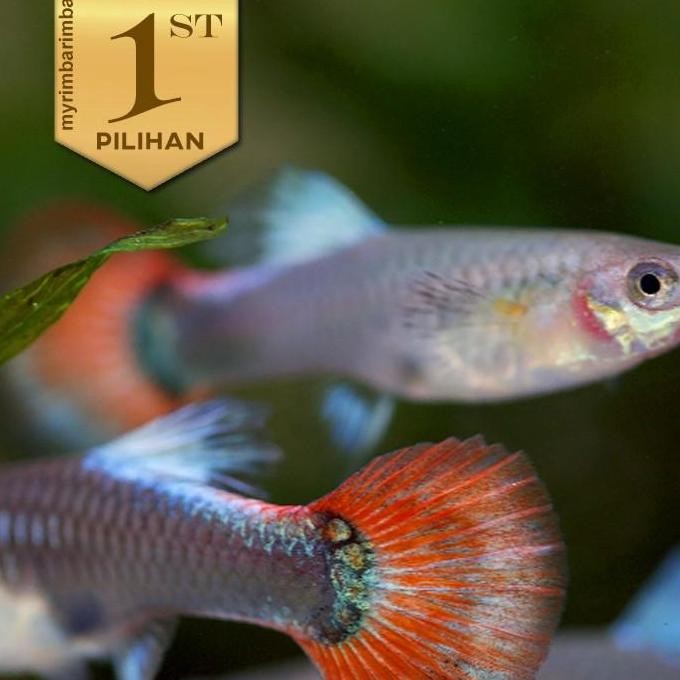 Paket Koloni (isi 10) Guppy PRTDE Betina Dumbo Ear Ikan Hias Hiasan Aquarium Aquascape