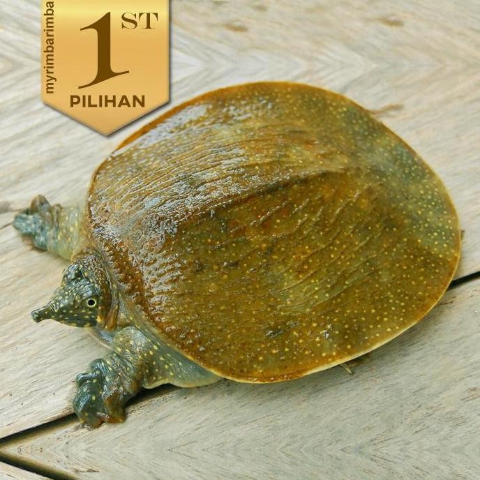 Labi Labi Bulus Size (M) Reptil Kura Kura Hiasan Aquarium Aquascape
