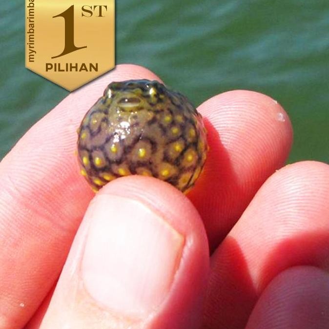 Mini Puffer Fish Ikan Hias Aquascape Hiasan Aquarium Tanaman Air Tawar