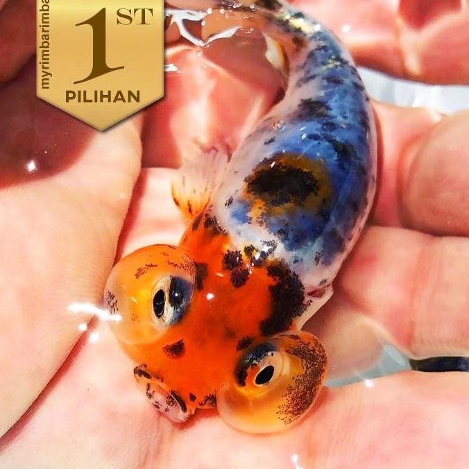 Mas Koki Mata Balon Ikan Hias Hiasan Kolam Aqurarium Tanaman Aquascape