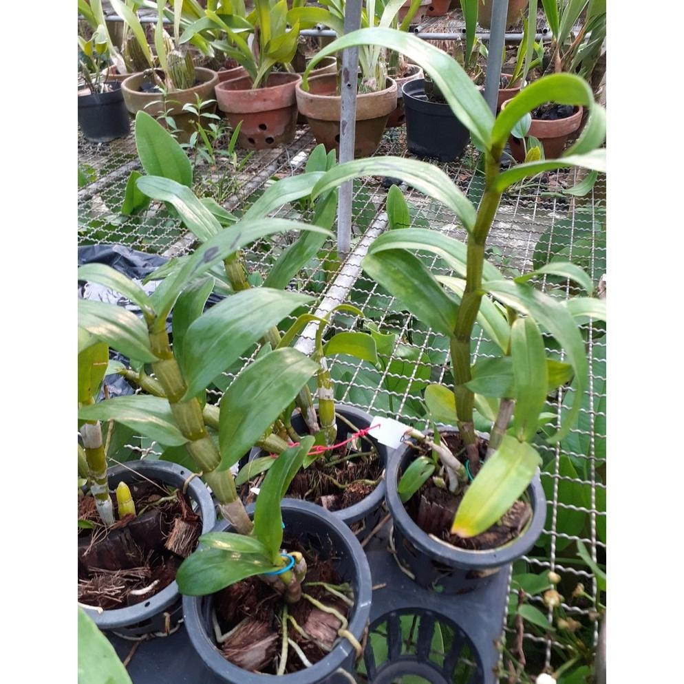 [ DEWASA ] Dendrobium Frosty Dawn "Orange"