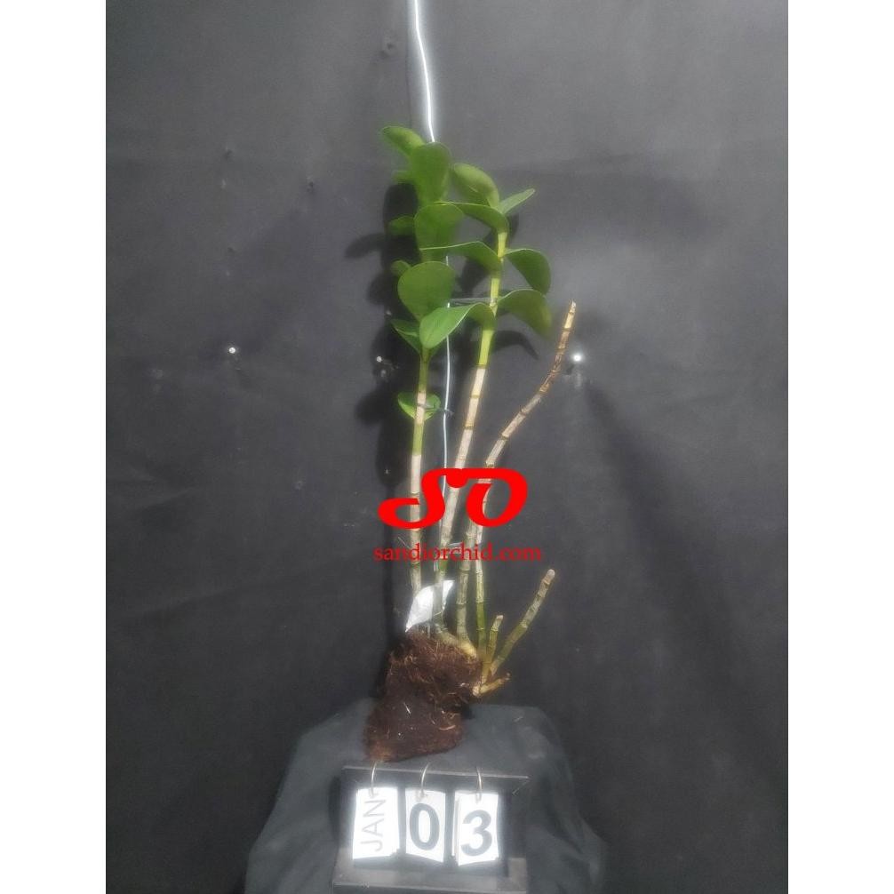[ DEWASA ] Anggrek Besi Sulawesi | Dendrobium pseudoconanthum Jungle Plant Unik & Langka