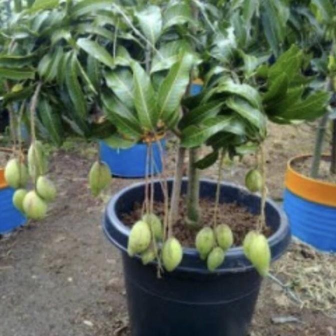 Sale Tanaman Buah Mangga Sudah Berbunga // Berbuah / Pohon Mangga