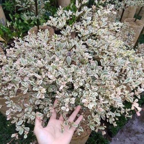 Sale Pohon Ketapang Kencana Varigata 1 Meter - Tananaman Ketapang Kencana