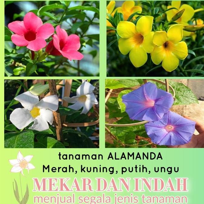Sale Tanaman Alamanda Kuning/ Alamanda Merah/ Alamanda Putih/ Alamanda Ungu
