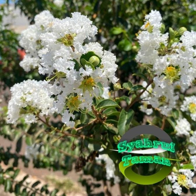 Sale Terlaris Tanaman Hias Sakura Bunga Putih / Tanaman Sakura Lokal Bunga Putih / Pohon Sakura Bung