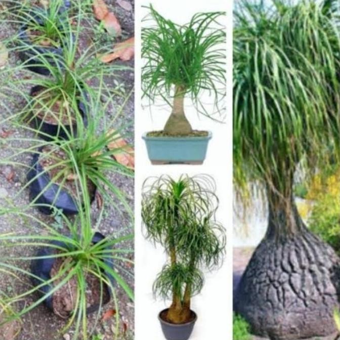 Sale Tanaman Nolina Ponytail Palm