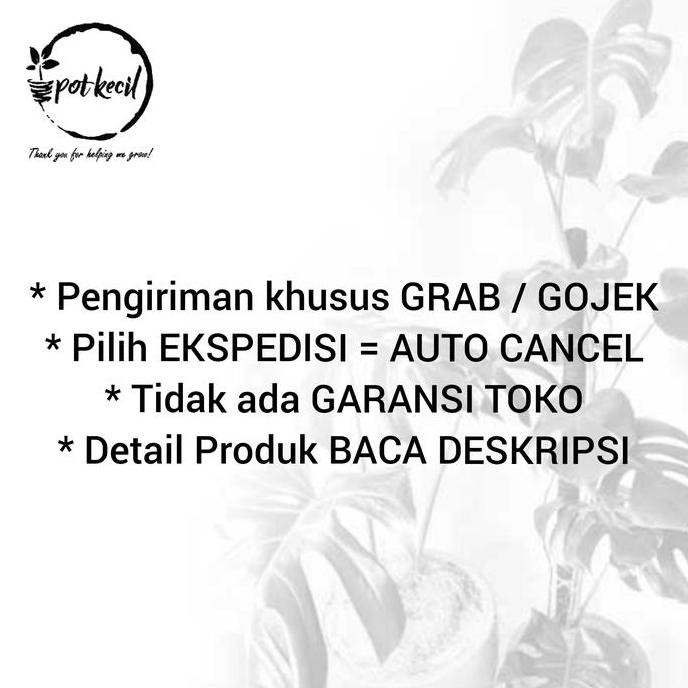 Promo Pot Terracota Diameter 30 Cm / Pot Tanah Liat