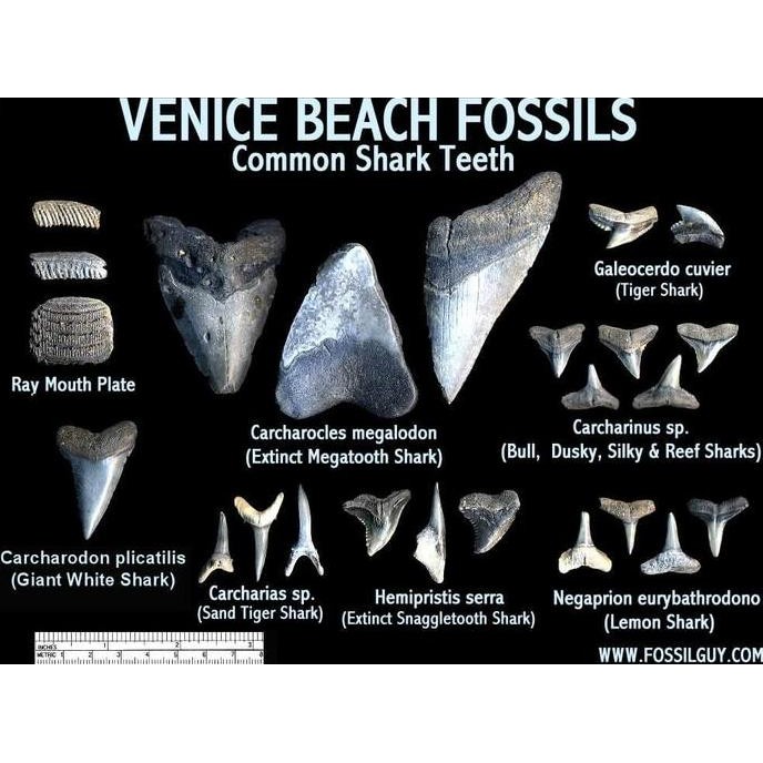 Fossil Gigi Hiu - Megalodon