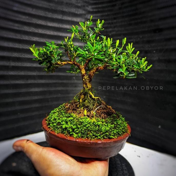 Bonsai Mini Mame Boxus Harlandii || Realpict 001