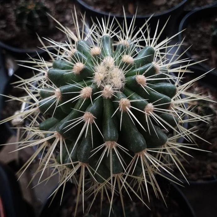 Kaktus Golden Barrel Besar Ownroot