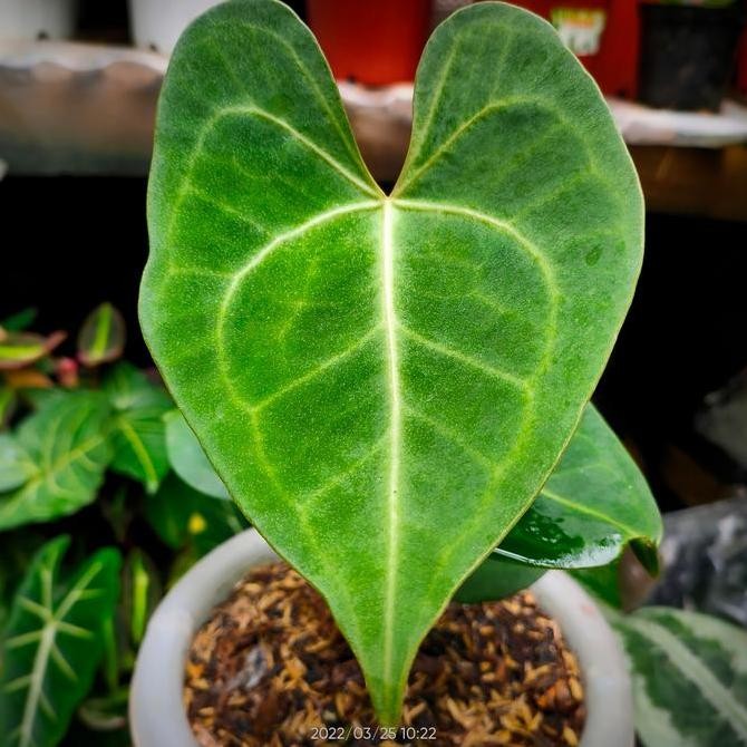 Anthurium Clarinervium X Faustomirandae