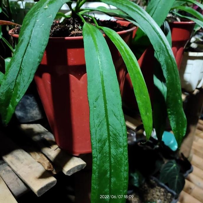 Anthurium Dasi // Anthurium Vittarifolium