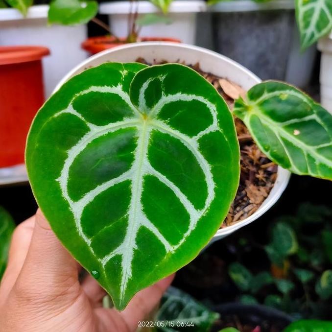 Anthurium Domino X Regale