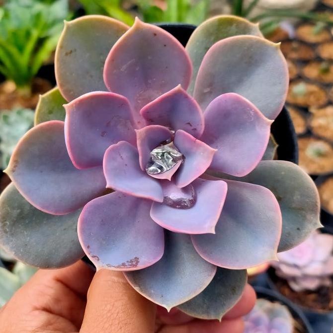 Sekulen Echeveria Purple / Sukulen Ungu Echeveria