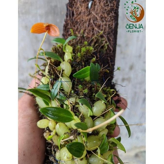 Promo Anggrek Spesies Bulbophyllum Ovalifolium COD