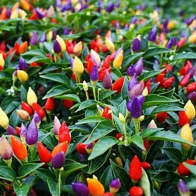 

Promo tanaman cabe pelangi .pedasss COD