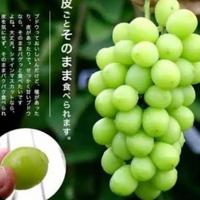 

Promo bibit anggur impor shine Muscat (grafting) insyaallah berbuah 6 bulan COD