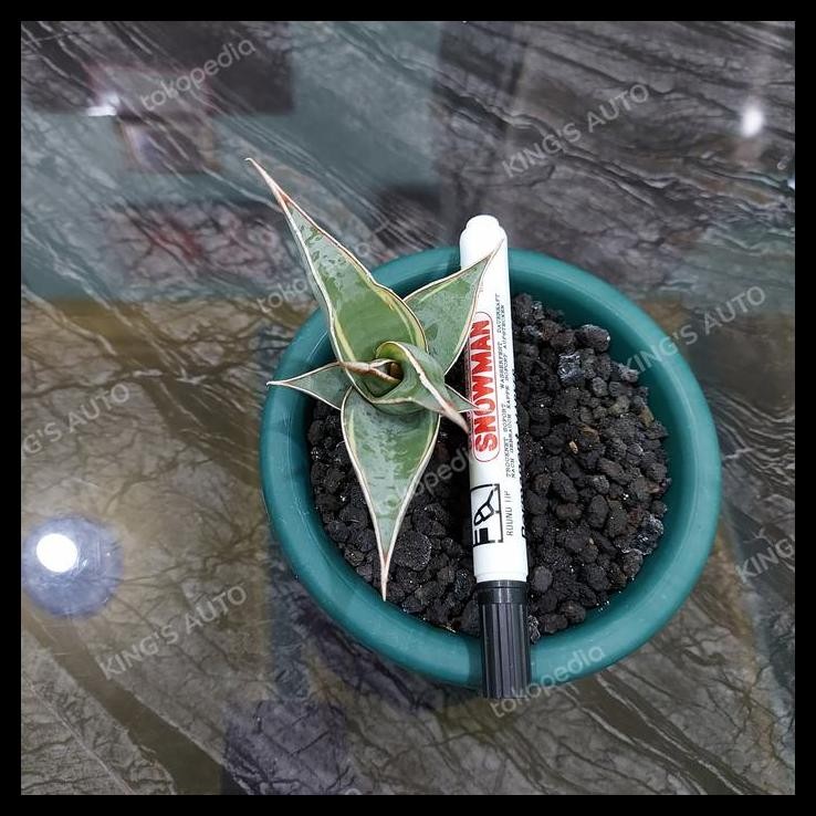 BEST DEAL SANSE - SANSEVIERIA PINGUICULA VARIGATA 2-1-2022 