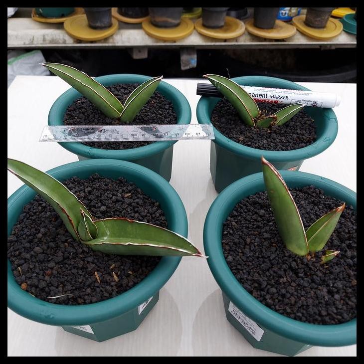 DISKON SANSE / SANSEVIERA SAMURAI LONG - SAMURAI SALAF 1POT 
