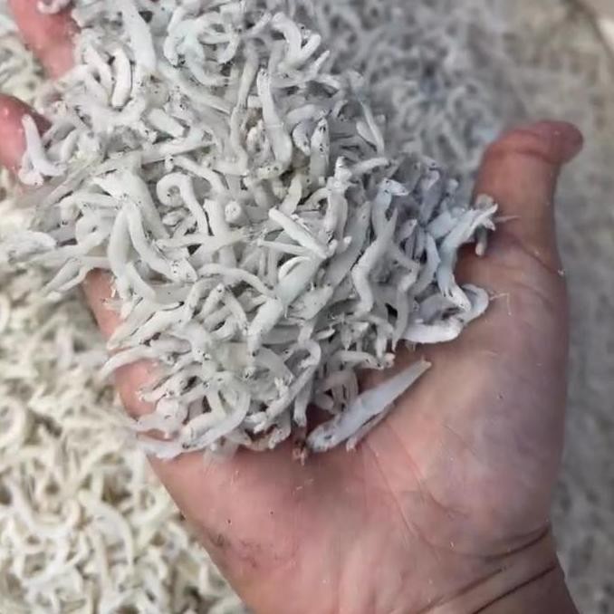 Teri Nasi Sedang Free Kecap Bango