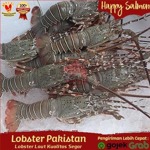 

Promo!!! Lobster Pakistan Segar500Gr Isi 1-2 Ekor/Lobster Laut Segar