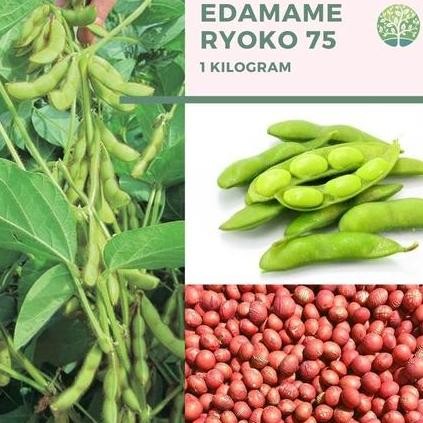 

Terlaris, Benih Kedelai Edamame, 1 Kg Benih Edamame Ada Sekitar 2500 Butir.