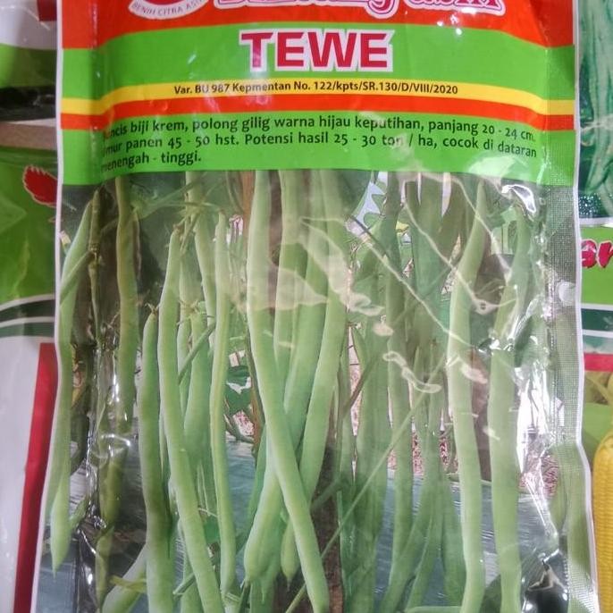 

Best Seller!, Benih Buncis Tewe Bintang Asia 500Gram