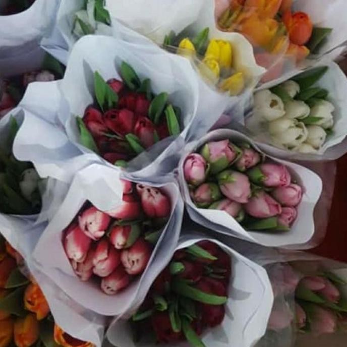 bunga tulip asli satuan / bunga tangkai