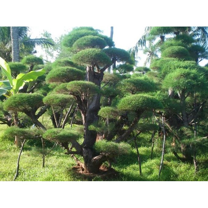 TERBARU BONSAI CEMARA UDANG RIMBUN