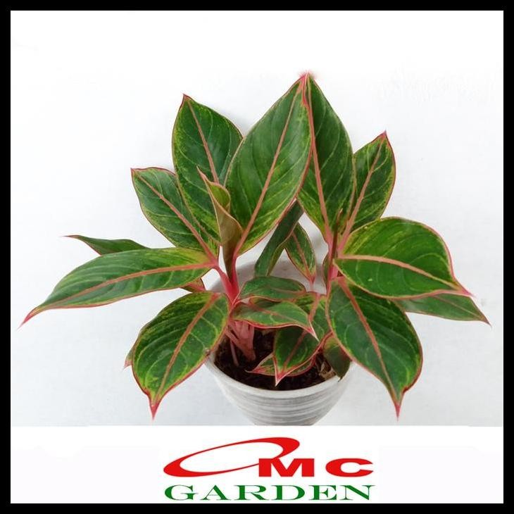 TERBARU AGLONEMA PINK LIPSTICK LIPSTIK MERAH MUDA SIAM AURORA SRI REJEKI 1520 