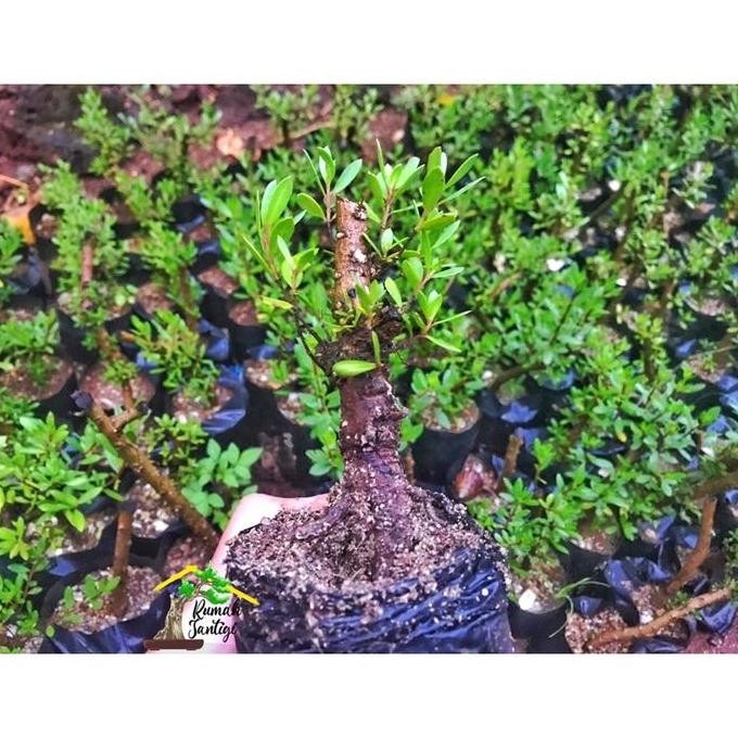 BONSAI SANTIGI KARANG BONGGOL BAHAN SITO MAME (',')