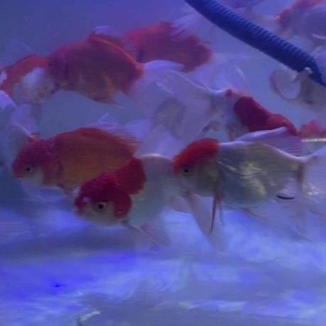 Ikan Hias Ikan Mas Koki Oranda Jumbo / Ikan Hias Aquarium Kolam