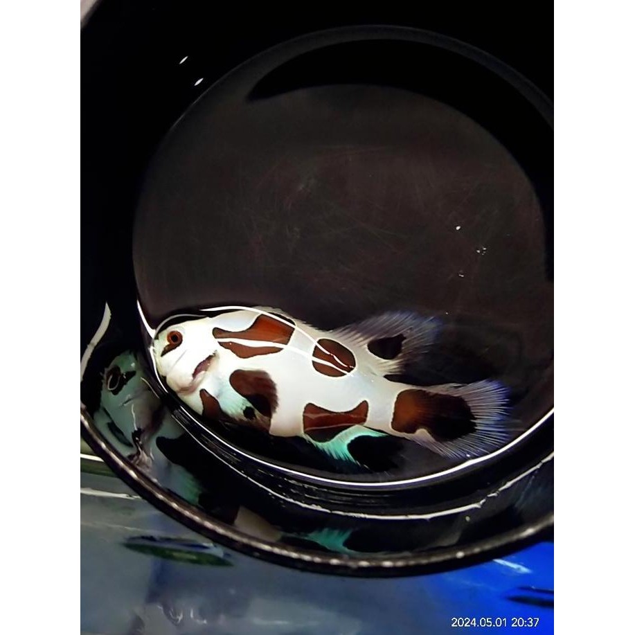 baru Second Generation Black Strom Longfin Clownfish