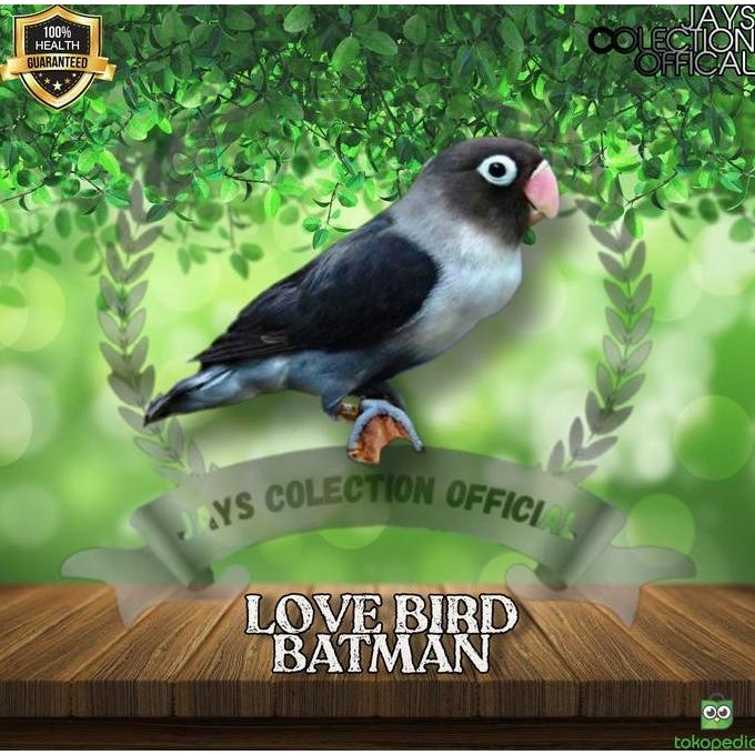 burung lovebird varian batman warna langka