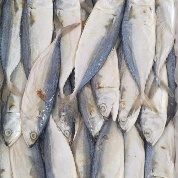 

Ikan Asin Peda 1 KG ( isi minimal 10 ekor )