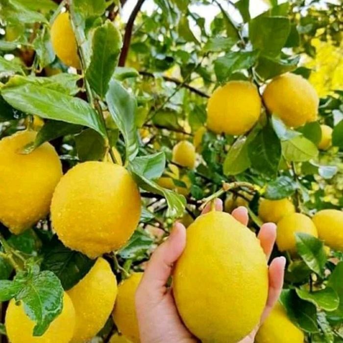 

Bibit Tanaman Buah Jeruk Lemon Import Berbuah Termurah Best Quality 100% Original