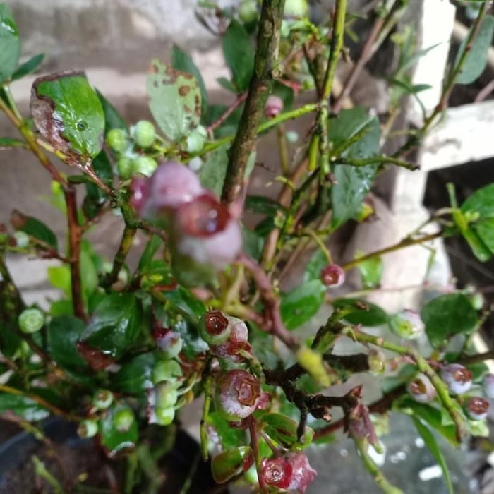 Bibit Tanaman Buah Blueberry Termurah Best Quality 100% Original