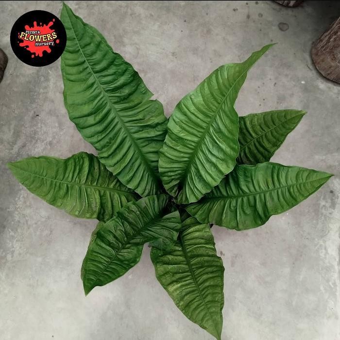 Tanaman Hias Anthurium Reflexinervium - Anthurium Reflexi Termurah Best Quality 100% Original