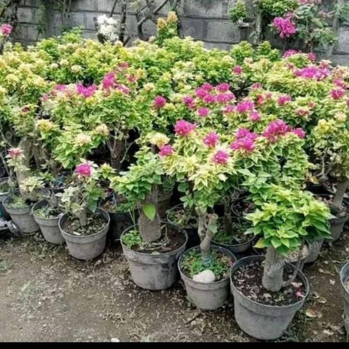 Tanaman Bunga Bougenville Bonsai Mikro Singapore Batang Besar Bagus Termurah Best Quality 100% Origi
