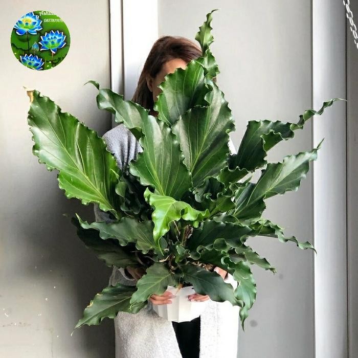 Tanaman Hias Anthurium Gelombang Cinta Jumbo New Best Quality 100% Original