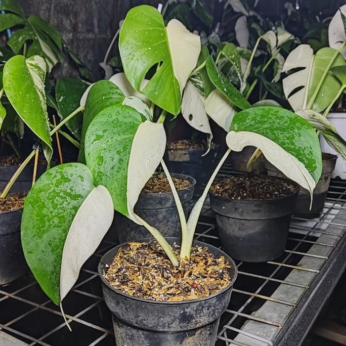 Monstera Varigata Halfmoon Tanaman - Monvar Halfmoon Varigata Termurah Best Quality 100% Original