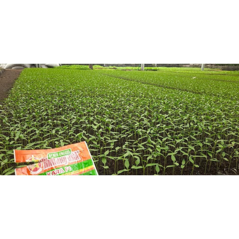Fn-56 Benih Bibit Cabe Rawit Setan Kara F1 10G Bintang Asia Genjah Cabai
