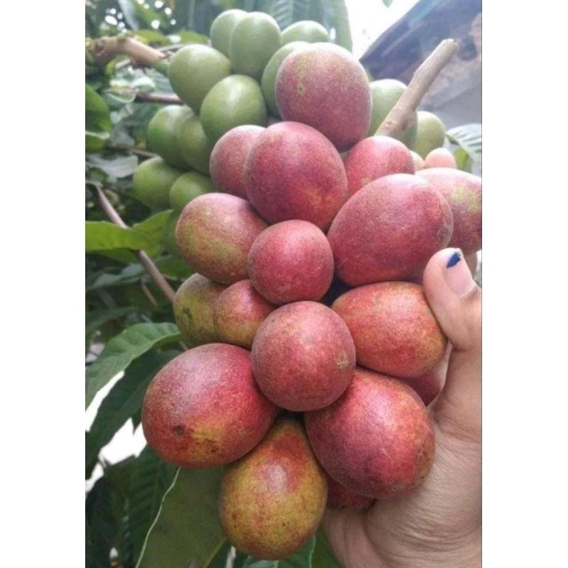 

Rkm Buah Matoa Fresh 1Kg Manis Daging Tebal Segar