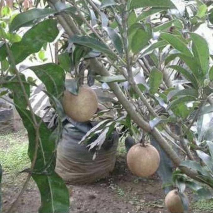 TERLARIS - Tanaman Buah Sawo Jumbo Sudah Berbuah