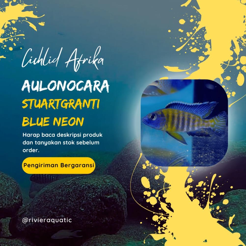 Cichlid Afrika Aulonocara Stuartgranti Blue Neon Top Grade DiM