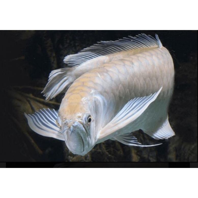 arwana silver red DiM