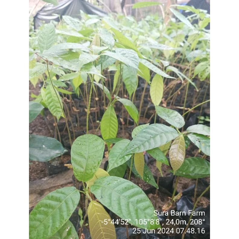 Benih Kakao / Biji Kakao / Bibit Kakao Mcc 02 Paket 100 Butir Kering/Kupasan - Benih Unggul Siap Tan