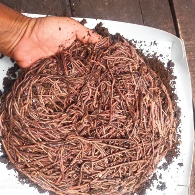 Cacing Susu Atau Fosfor 1/2 Kg